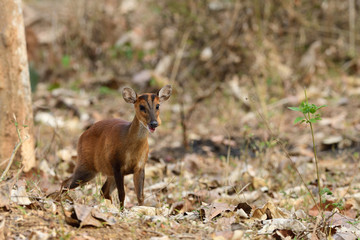 The Indian muntjac  also called the southern red muntjac and barking deer, is a deer species native to South and Southeast Asia.