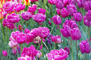 multicolored tulips on flowerbed