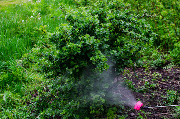 Spraying gooseberry bushes with a fungicide in the spring against fungal diseases