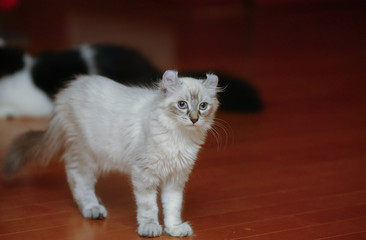 Fototapeta na wymiar American curl Cat