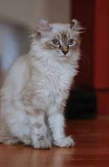 Obraz premium American curl Cat