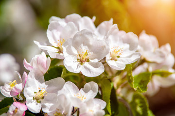 Naklejka na ściany i meble appletree blossom branch in the garden in spring 