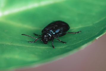 Black beetle crawls across a green leaf