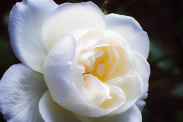 Fototapeta na wymiar Beautiful petals of a white rose