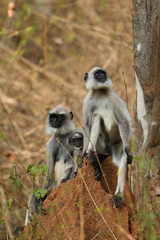 Gray langur  also called Hanuman langur is a genus of Old World monkeys native to the Indian subcontinent.