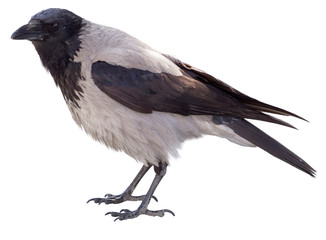 big black crow on white