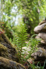 bracken on the rock