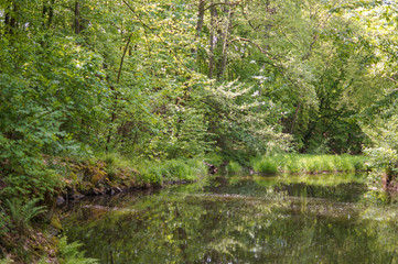 Naklejka premium river in spring lush nature