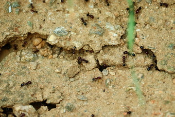 big black serval ants carrying food and leaves