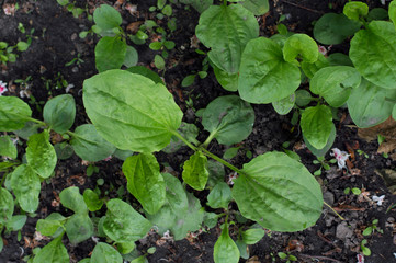 Plantago in the garden. plantains or fleaworts. Plantaginaceae 