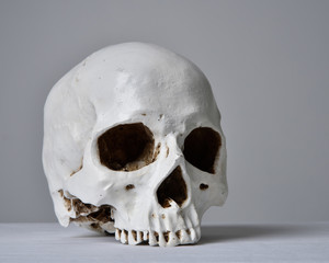 close up portrait of porcelain human skull on white table cloth against a grey studio background.