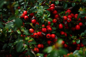 Cotoneaster bush background. Red fruits and green leaves.