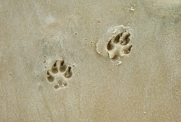 Pair of dog footprints on the wet sandy beach