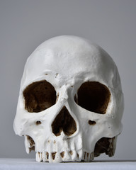 close up portrait of porcelain human skull on white table cloth against a grey studio background.