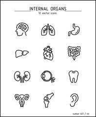 Vector images of the internal human organs. Anatomy