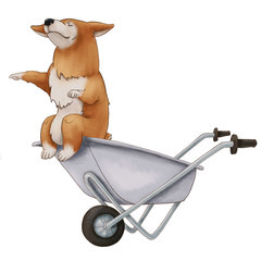 Red Corgi dog imperiously sits in a wheelbarrow. Cute eared puppy. isolated illustration on white background - 351509926
