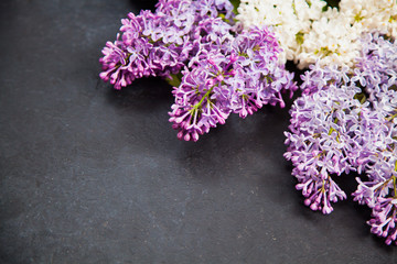 Purple and white lilac arrangement on dark background with copy space. Floral picture with lilac blooming on the right.