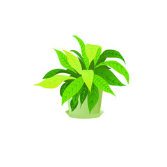 Houseplant. Vector home flower Spathiphyllum in a pot, isolated on a white background