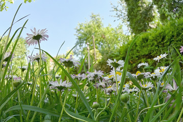 Bunch Of Common Daisy Flowers