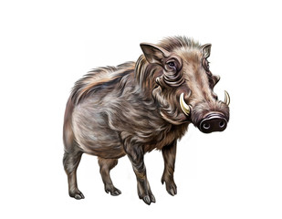 African common warthog, Abyssinian (Phacochoerus africanus)