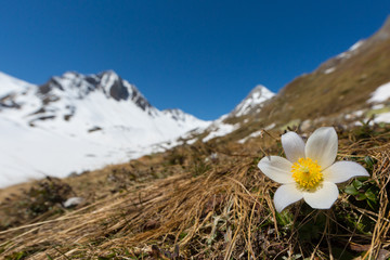 white alpine anemone (pulsatilla alpina) in bloom with snowcapped mountains