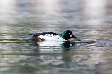 side view mirrored male goldeneye duck (bucephala clangula) in water