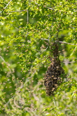 bee colony swarm hanging in green tree