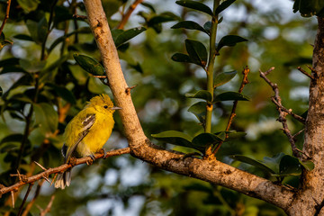 Marshall's Iora perched on tree branch.