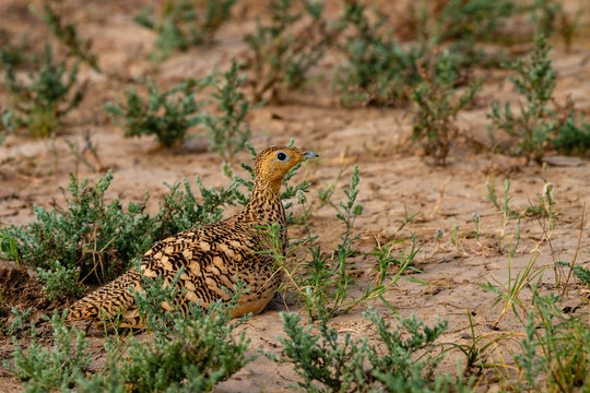 Chestnut Bellied Sandgrouse - Female