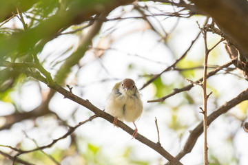 Common Tailorbird on lemon tree branch.