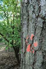 Łapka na drzewie | Paw on the tree