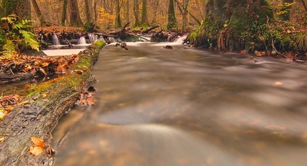 Jesienny potok zamrożona woda strumień