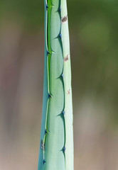 Obraz premium AGAVE