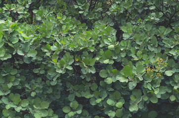 Green leaves as a natural wall.Background of fresh spring foliage.Empty space