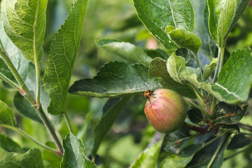 Small young apples growing on a tree