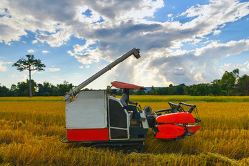 Combine harvester working on ricefield.Rice harvest