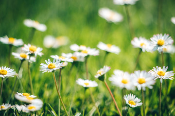 Beautiful camomile daisy flower field
