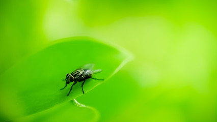 Closeup of fly on green leaf nature and blurred greenery background in garden with copy space using as background natural green plants landscape, ecology, fresh wallpaper concept.