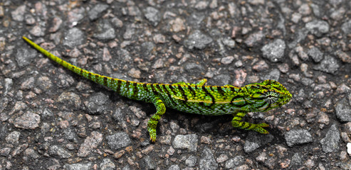 Close up of a green chameleon on the street
