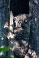 Little lemur hid in the hollow of a tree and watches