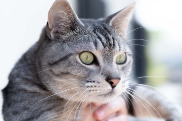 見つめるネコ　サバトラ猫