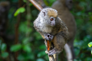 A lemur watches visitors from the branch of a tree © 25ehaag6