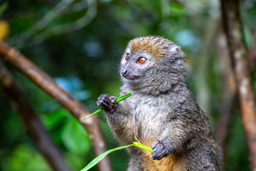 A bamboo lemur with a blade of grass on a branch