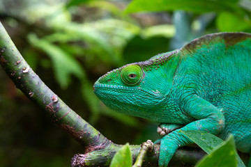 Naklejka na ściany i meble A green chameleon on a branch in close-up