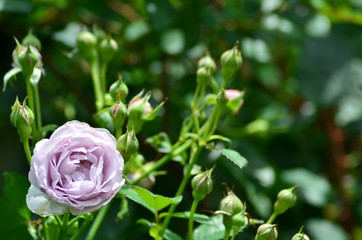 薄紫色なバラの花
