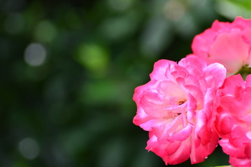 赤いバラの背景画像