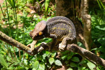 Colorful chameleon on a branch in a national park on the island of Madagascar