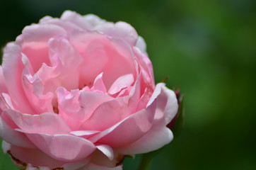 ピンクのバラの花びら