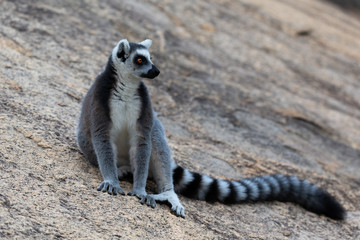 Naklejka na ściany i meble The funny ring-tailed lemurs in their natural environment