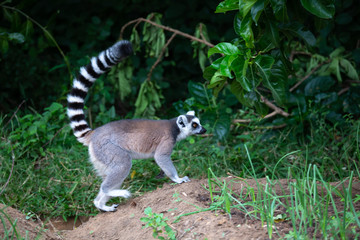 A ring-tailed lemur in its natural environment